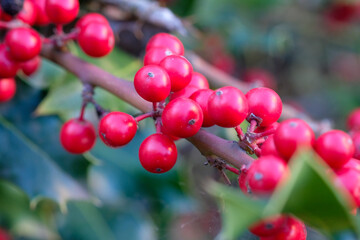 A close-up shot of vibrant red holly berries growing on a branch with green leaves.