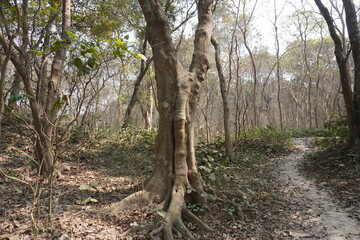 The deep forest in Ranaghat, West Bengal, India with various types of trees and shrubs