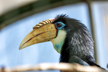 Blythe’s Hornbill (Rhyticeros plicatus) in Papua New Guinea, commonly found in lowland rainforests