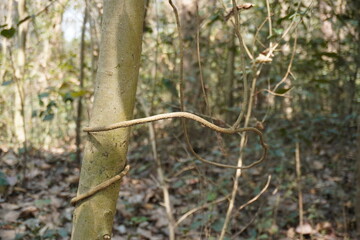 The stalk of a creeper plant has been dried on a small tree trunk