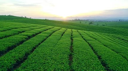 scenic shot of tea field during sunrise, showcasing vibrant green rows of tea plants under beautiful sky. landscape evokes sense of tranquility and natural beauty
