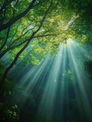 Obraz premium Forest SunLight