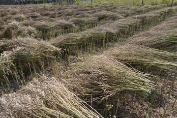 The dried mustard plants with dried mustard seeds have been piled up on the agricultural field