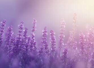 Fototapeta premium lilac flowers in the background. Violet spring blossoms. Vintage floral wallpaper with copy space for design. Nature pattern concept. Greeting card template.