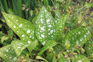 Common Lungwort leaves, Nottinghamshire, England

