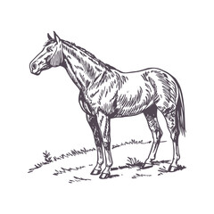 Graceful Running Horse in Minimalist Line Art, Featuring Flowing Mane for a Sense of Motion