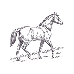 Minimalist Running Horse Illustration with Flowing Mane, Emphasizing Movement and Grace
