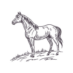 Minimalist Running Horse Illustration with Flowing Mane, Emphasizing Movement and Grace