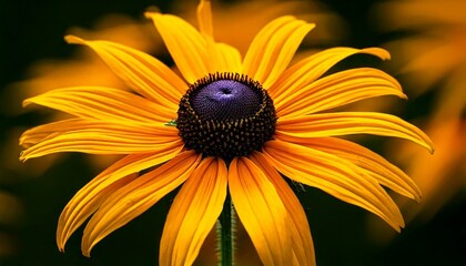 The camera is focusing on a Black-eyed Susan