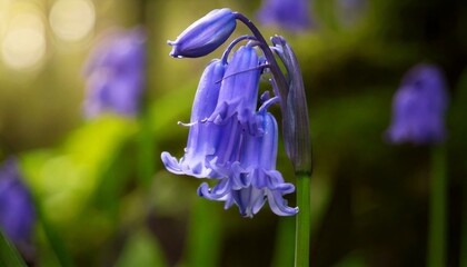The camera is focusing on a Bluebell