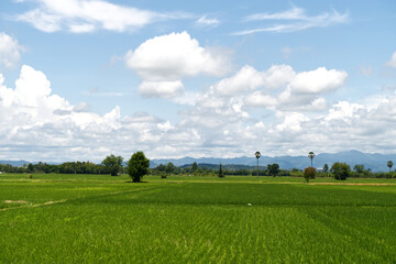 Rice fields far scenery with beautiful sky clouds in the morning in countryside. Concept of landscape, nature, green, nice weather, and agriculture. Relaxing view background of rice files in Thailand.