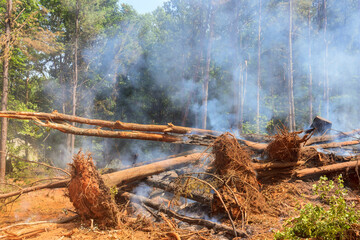 Fallen trees smolder as smoke rises from forest floor, indicating recent wildfire activity in wooded area.