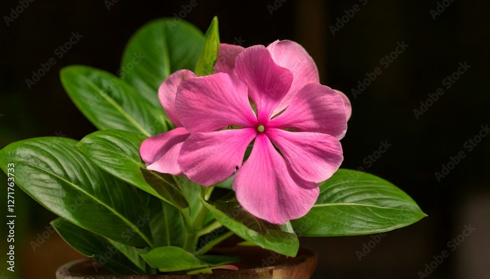 Wall mural The camera is focusing on a pink Madagascar Periwinkle