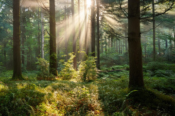 Obraz premium Panoramic landscape, beautiful rays of sunlight in a silent green forest. Royalty high-quality free best stock of sunlight shining through the vibrant lush green foliage, dynamic scenery