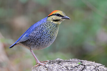 blue bird standing on soil pole aleting to female call, blue pitta, hydronis cyaneus