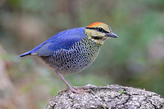 nice blue bird alerting to invader while protecting its territory,  blue pitta, hydronis cyaneus