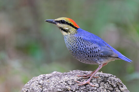 one of most wanted bight bird in Thailand when visiting tropical forest, blue pitta, hydronis cyaneus