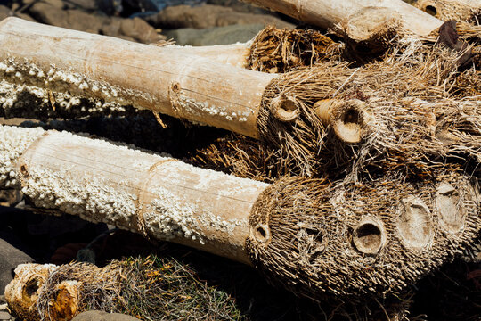 Barnacles on dried bamboo 