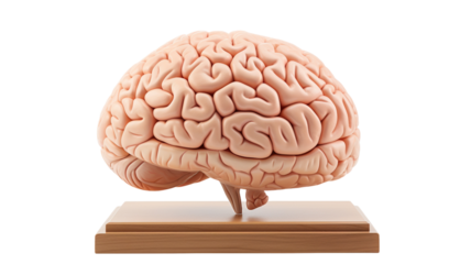 Anatomical of a human model brain on a wooden stand on transparent background PNG. 

