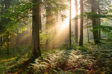 Obraz premium Panoramic landscape, beautiful rays of sunlight in a silent green forest. Royalty high-quality free best stock of sunlight shining through the vibrant lush green foliage, dynamic scenery