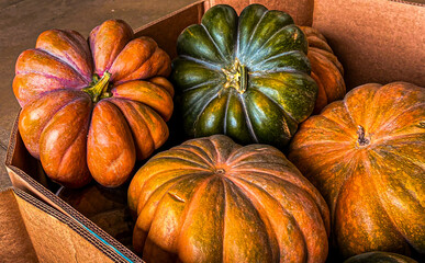 Musquee de Provence on the market