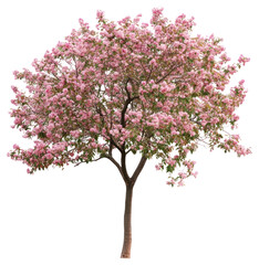 Obraz premium PNG Tree with pink flowers background isolated white.