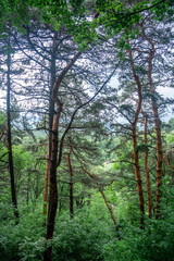 pine forest in the mountains, trunks of tall pines in a mixed forest