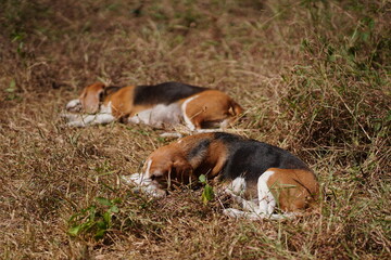 Two Beagle Dogs Sleeping Peacefully Outdoors on a Grass Field