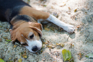 Adorable Beagle Resting Calmly in a Serene Outdoor Setting on a Sunny Day