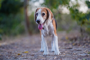 Beagle Standing on a Forest Path Surrounded by Greenery and Dry Leaves