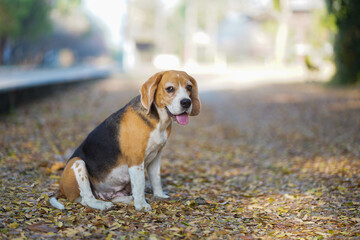 Beagle Dog Sitting on Leaf-Covered Path in Autumn Forest Scene