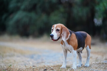 Beagle Dog Standing Outdoors on a Sunny Day in a Relaxed Pose