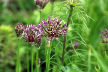 Trio of a Very-dark purple Allium blooms, Nottinghamshire, England
