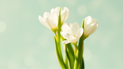 Fototapeta premium Delicate spring flowers in backlit sunlight, blurred background