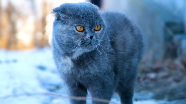 Gray Scottish Fold cat standing in a winter landscape with an intense gaze, perfect for pet-themed content, seasonal animal care articles, and feline adventure stories