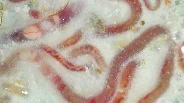 Worms of family Naididae under a microscope, previously called Tubificidae. They scurry about in the mud. White Sea