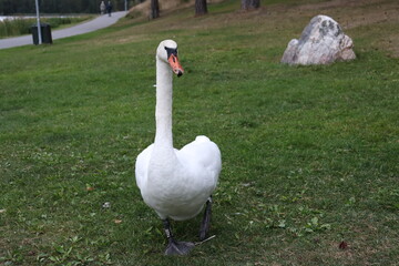 White swan on a walk