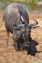 Obraz premium Streifengnu / Blue wildebeest / Connochaetes taurinus