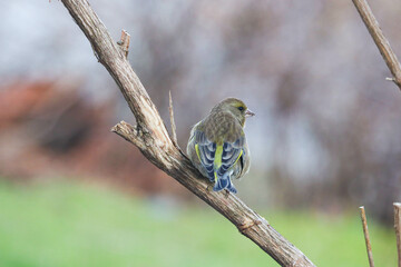 Greenfinch sitting on a tree