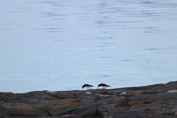 Oystercatchers on the sea coast in search of food