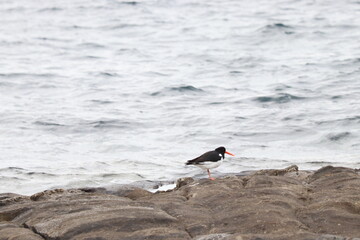 Oystercatcher on the sea coast in search of food