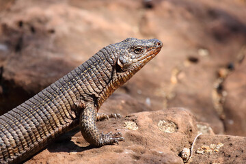 Felsen-Schildechse / Giant plated lizard / Matobosaurus validus