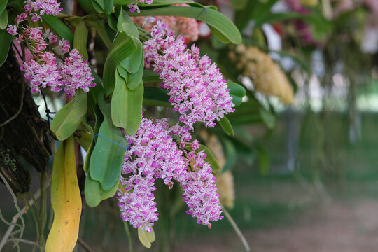 Close up of magenta and white rhynchostylis gigantea orchid flower 
