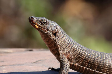 Felsen-Schildechse / Giant plated lizard / Matobosaurus validus