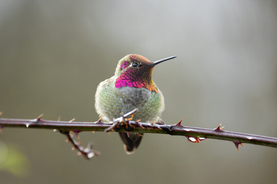 hummingbird on a branch