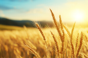 Golden wheat field under bright sun, showcasing nature beauty and tranquility. warm sunlight enhances golden hues of wheat, creating serene landscape