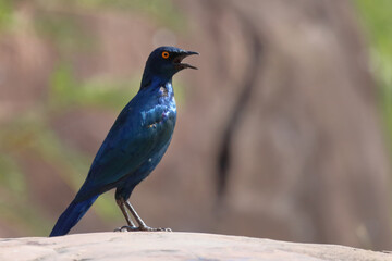 Rotschulter-Glanzstar/ Cape glossy starling or Red-shouldered glossy starling / Lamprotornis nitens