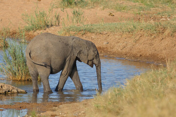 Obraz premium Afrikanischer Elefant / African elephant / Loxodonta africana
