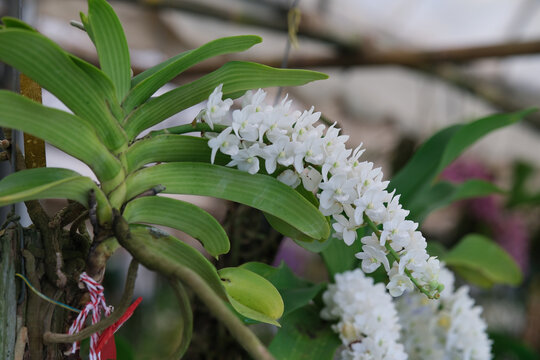 Close up of white rhynchostylis gigantea orchid flower