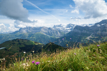 Beautiful Alpine mountain summer landscape with wild flowers at foreground. French Alps, Morzine area, Haute-Savoie, France. Scenic nature background.
